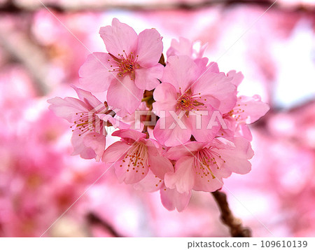 Kawazu cherry blossoms in full bloom Kawazu cherry blossoms in full bloom 109610139