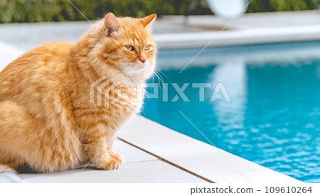 Brown tabby cat standing by the pool 16:9 widescreen wallpaper material Brown tabby cat standing by the pool 16:9 widescreen wallpaper material 109610264