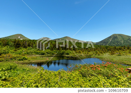 [Hakkoda Mountains, Aomori Prefecture] Beautiful water lily pond and Mt. Hakkoda with fresh greenery and azaleas in full bloom 109610709
