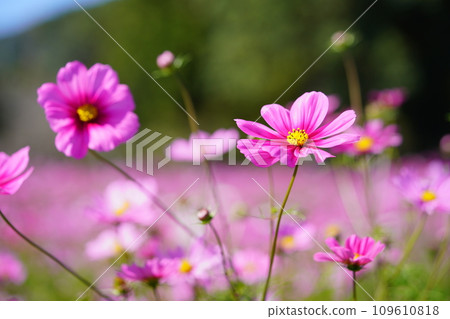 黑色背景的宇宙場 (Kyoninkyo) 109610818