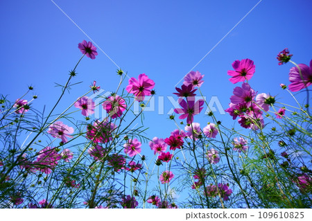 Early morning cosmos field Early morning cosmos field 109610825