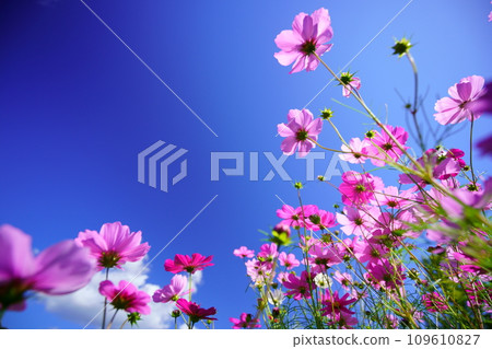 Cosmos field in the early morning (Kyoninkyo) 109610827