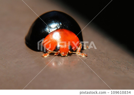 紅尾紅腳Tento 109610834