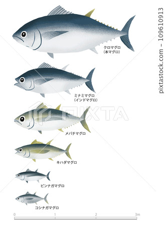 金槍魚類型和大小 109610913