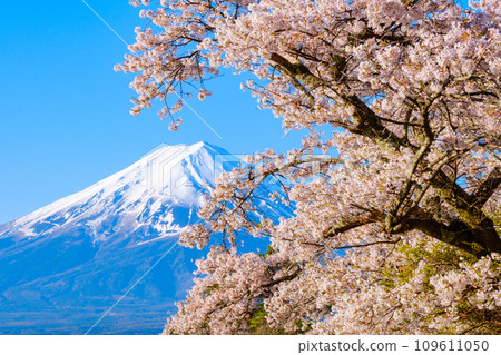 櫻花和富士山 109611050