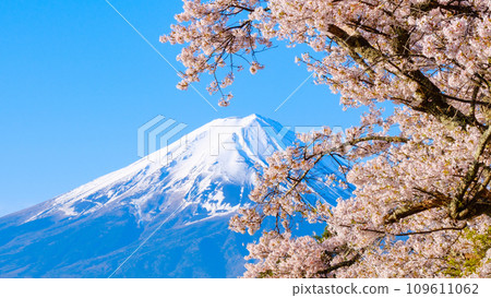 Sakura and Mt. Fuji 109611062