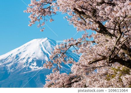Sakura and Mt. Fuji 109611064