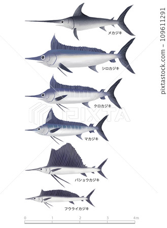馬林魚的種類和大小 馬林魚的種類和大小 109611291