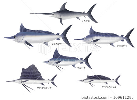 馬林魚的種類 109611293