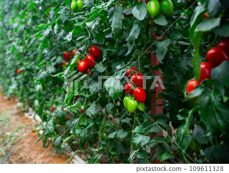 Red ripe tomatoes grow on branches in greenhouse Red ripe tomatoes grow on branches in greenhouse 109611328