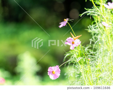 秋天的景色：若蟲蝴蝶吸取可愛多彩的波斯菊花蜜 109611686