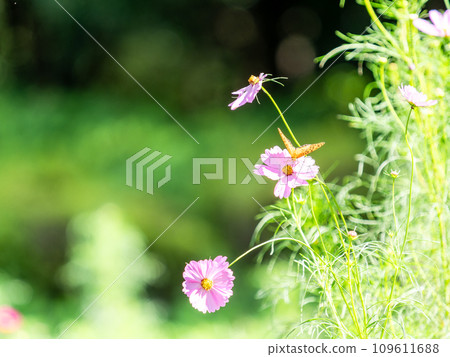 秋天的風景：猴子蝴蝶來吸吮可愛多彩的波斯菊花蜜 109611688