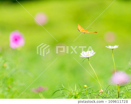 秋天的風景：猴子蝴蝶來吸吮可愛多彩的波斯菊花蜜 109611728