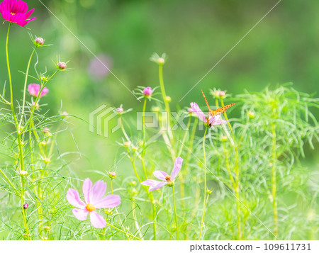 秋天的風景：猴子蝴蝶來吸吮可愛多彩的波斯菊花蜜 109611731