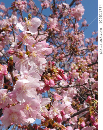 Kawazu cherry blossoms in full bloom, the arrival of spring Kawazu cherry blossoms in full bloom, the arrival of spring 109611784