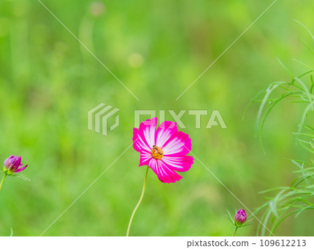 秋景蜜蜂從漂亮可愛的五顏六色的宇宙中吮吸花蜜 109612213