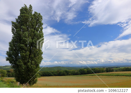Kyosei Okubo, Biei-cho, Kamikawa-gun, Hokkaido Poplar tree used in TV commercial, Ken and Mary tree Kyosei Okubo, Biei-cho, Kamikawa-gun, Hokkaido Poplar tree used in TV commercial, Ken and Mary tree 109612227
