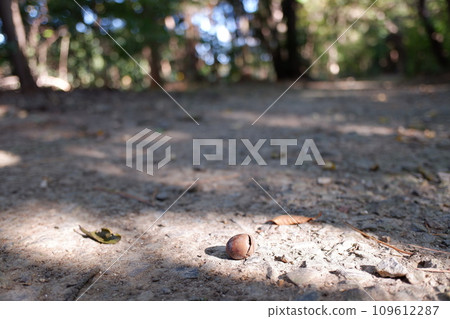 Acorns that fell on the path 109612287