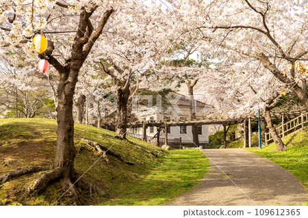 Cherry blossoms in full bloom and the road leading to Old Hakodate Museum No. 1 Cherry blossoms in full bloom and the road leading to Old Hakodate Museum No. 1 109612365