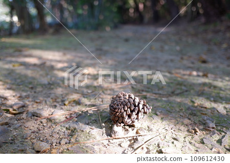 Pinecone rolling on the ground 109612430