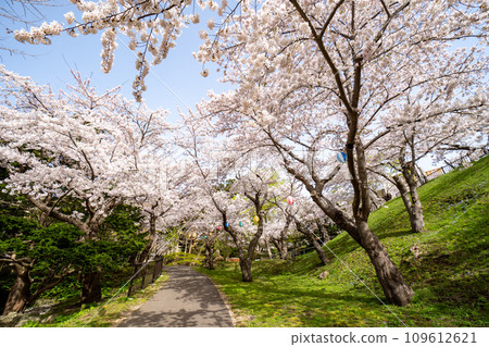 函館公園，櫻花盛開的壯麗景色 109612621