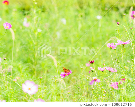秋天的景色:一隻黑腹貝母蝴蝶來吸吮可愛多彩的宇宙花蜜。 秋天的景色:一隻黑腹貝母蝴蝶來吸吮可愛多彩的宇宙花蜜。 109612716