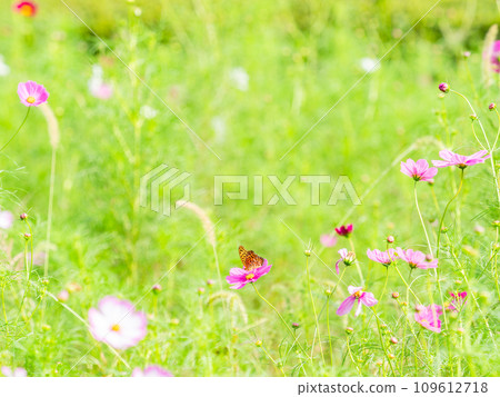 秋天的景色：一隻黑腹貝母蝴蝶來吸吮可愛多彩的宇宙花蜜。 109612718