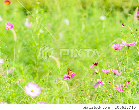 秋天的景色：一隻黑腹貝母蝴蝶來吸吮可愛多彩的宇宙花蜜。 109612719