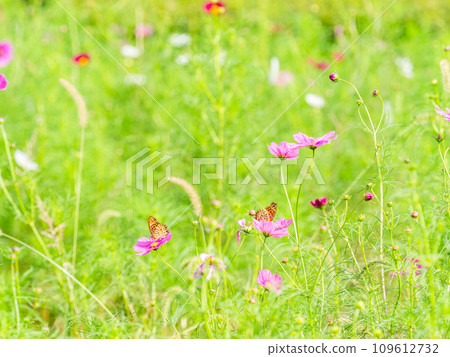秋天的景色：一隻黑腹貝母蝴蝶來吸吮可愛多彩的宇宙花蜜。 109612732