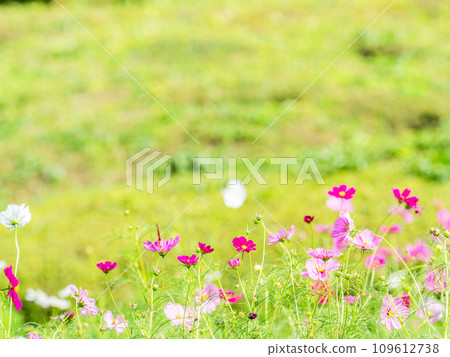 秋天的景色：一隻黑腹貝母蝴蝶來吸吮可愛多彩的宇宙花蜜。 109612738