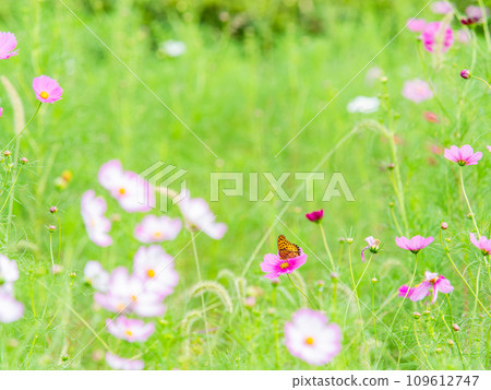 Autumn scenery: A black-bellied fritillary butterfly comes to suck the nectar of the cute and colorful cosmos. 109612747