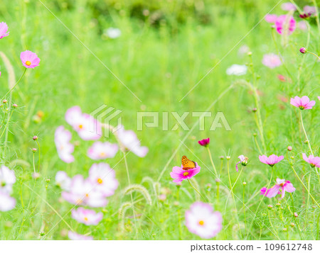 秋天的景色：一隻黑腹貝母蝴蝶來吸吮可愛多彩的宇宙花蜜。 109612748