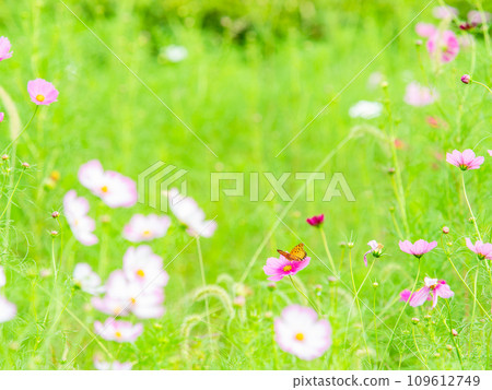 Autumn scenery: A black-bellied fritillary butterfly comes to suck the nectar of the cute and colorful cosmos. Autumn scenery: A black-bellied fritillary butterfly comes to suck the nectar of the cute and colorful cosmos. 109612749