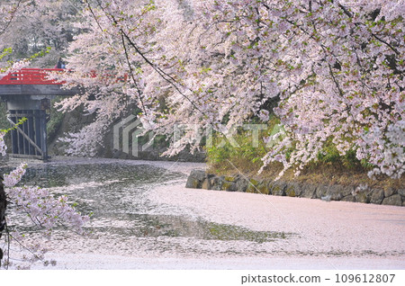 Cherry blossom raft at Hirosaki Castle Cherry blossom raft at Hirosaki Castle 109612807