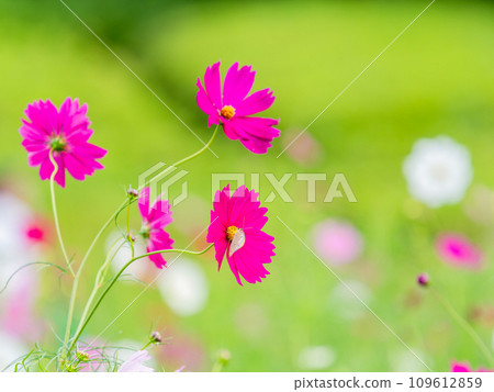 秋天的風景：猴子蝴蝶來吸吮可愛多彩的波斯菊花蜜 109612859