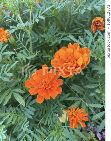 beautiful flowers in the garden beautiful flowers in the garden 109612873