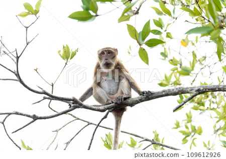 macaque 109612926