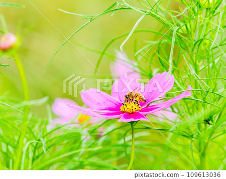 Autumn scenery Honeybees sucking nectar from pretty and cute colorful cosmos 109613036