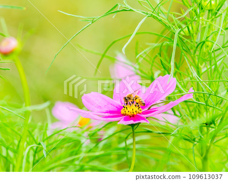 Autumn scenery Honeybees sucking nectar from pretty and cute colorful cosmos 109613037