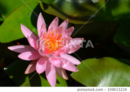 粉色百合花 粉色百合花 109613226