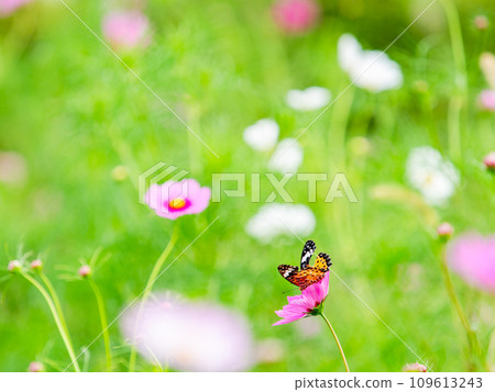 Autumn scenery: A black-bellied fritillary butterfly comes to suck the nectar of the cute and colorful cosmos. Autumn scenery: A black-bellied fritillary butterfly comes to suck the nectar of the cute and colorful cosmos. 109613243