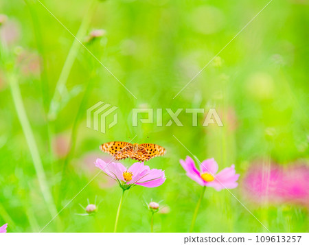 Autumn scenery: A black-bellied fritillary butterfly comes to suck the nectar of the cute and colorful cosmos. 109613257