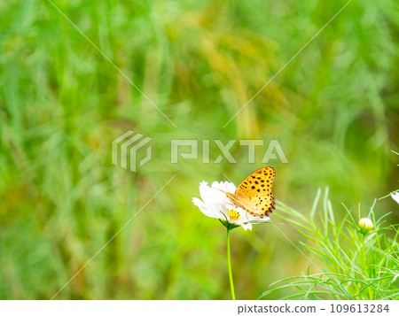 Autumn scenery: A black-bellied fritillary butterfly comes to suck the nectar of the cute and colorful cosmos. Autumn scenery: A black-bellied fritillary butterfly comes to suck the nectar of the cute and colorful cosmos. 109613284