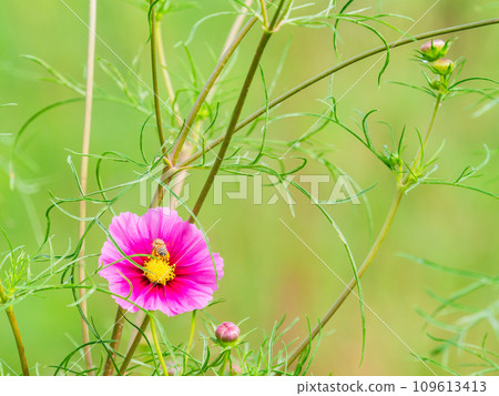 秋景蜜蜂從漂亮可愛的五顏六色的宇宙中吮吸花蜜 109613413