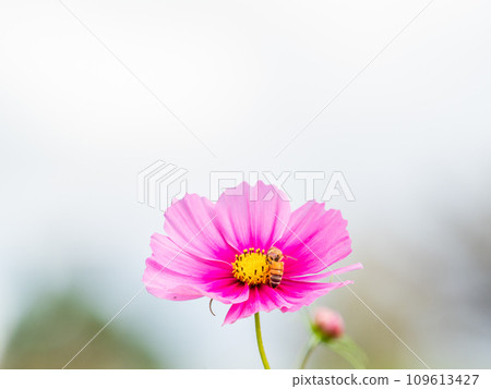 Autumn scenery Honeybees sucking nectar from pretty and cute colorful cosmos 109613427