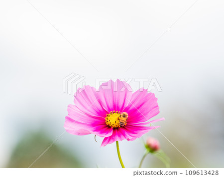 Autumn scenery Honeybees sucking nectar from pretty and cute colorful cosmos 109613428