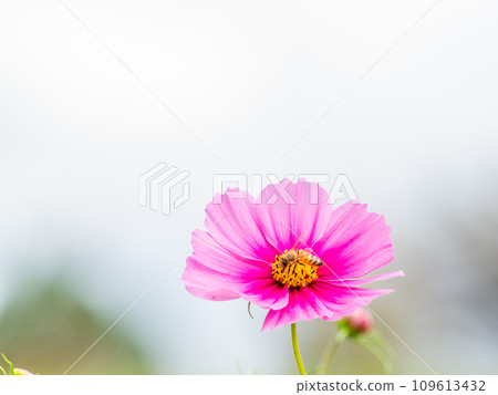 秋景蜜蜂從漂亮可愛的五顏六色的宇宙中吮吸花蜜 秋景蜜蜂從漂亮可愛的五顏六色的宇宙中吮吸花蜜 109613432