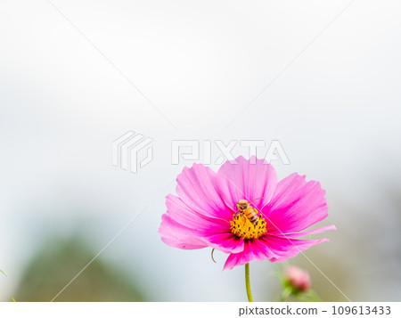 秋景蜜蜂從漂亮可愛的五顏六色的宇宙中吮吸花蜜 秋景蜜蜂從漂亮可愛的五顏六色的宇宙中吮吸花蜜 109613433
