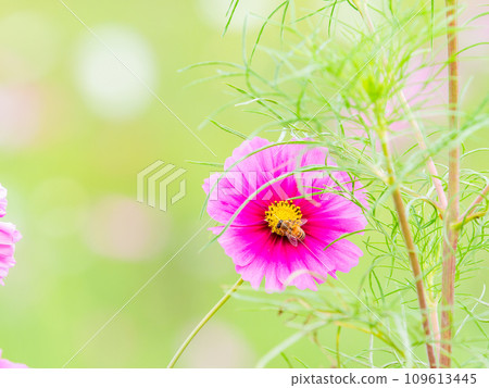 秋景蜜蜂從漂亮可愛的五顏六色的宇宙中吮吸花蜜 109613445