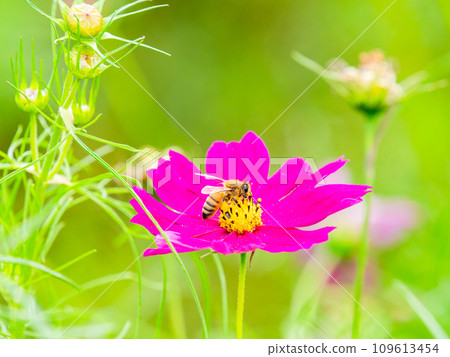 秋景蜜蜂從漂亮可愛的五顏六色的宇宙中吮吸花蜜 109613454